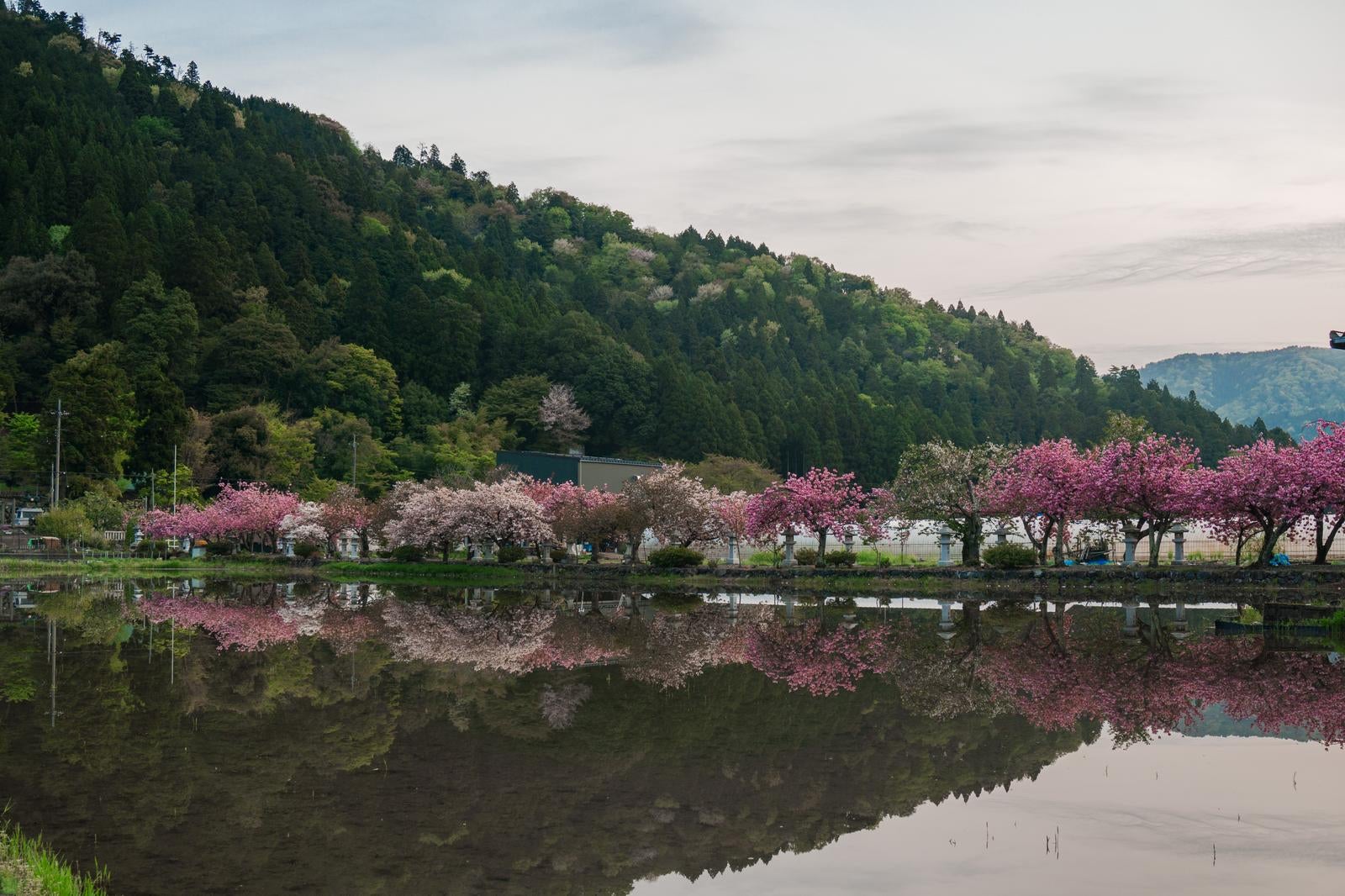 「水鏡に映る早朝の桜並木」の写真