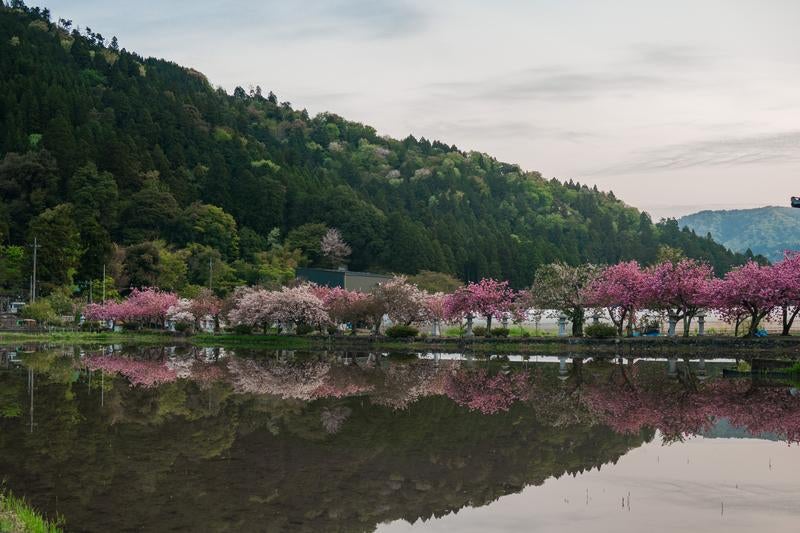 水鏡に映る早朝の桜並木の写真