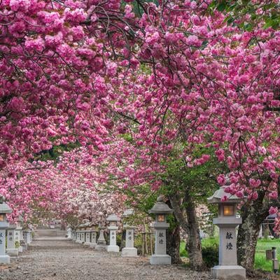 春の早朝に歩く見事な桜のトンネルの写真