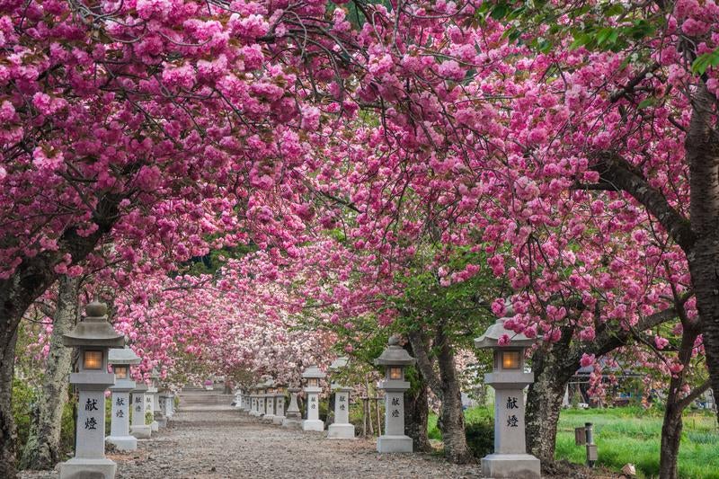 春の早朝に歩く見事な桜のトンネルの写真