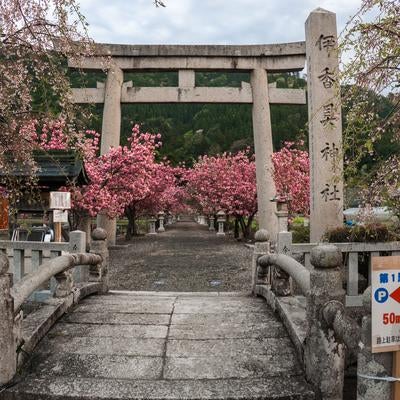 石造りの太鼓橋と鳥居の先に続く桜の参道の写真