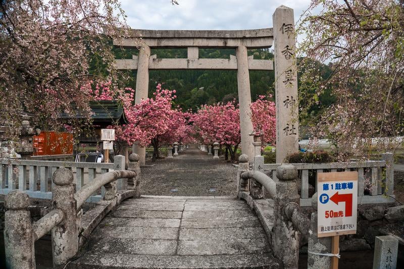 石造りの太鼓橋と鳥居の先に続く桜の参道の写真