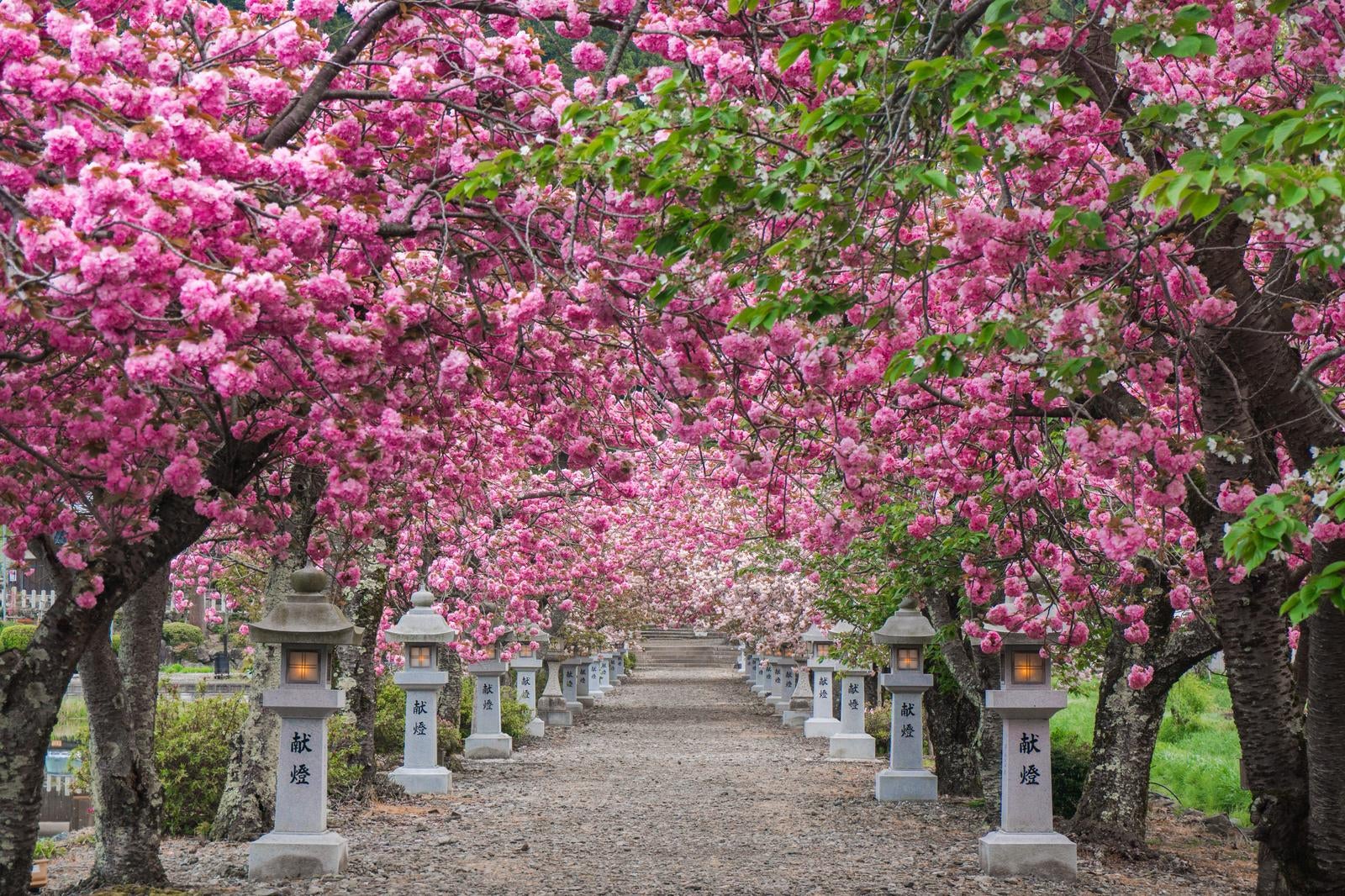 「圧倒的な美しさとその密度に息を飲む満開の八重桜」の写真