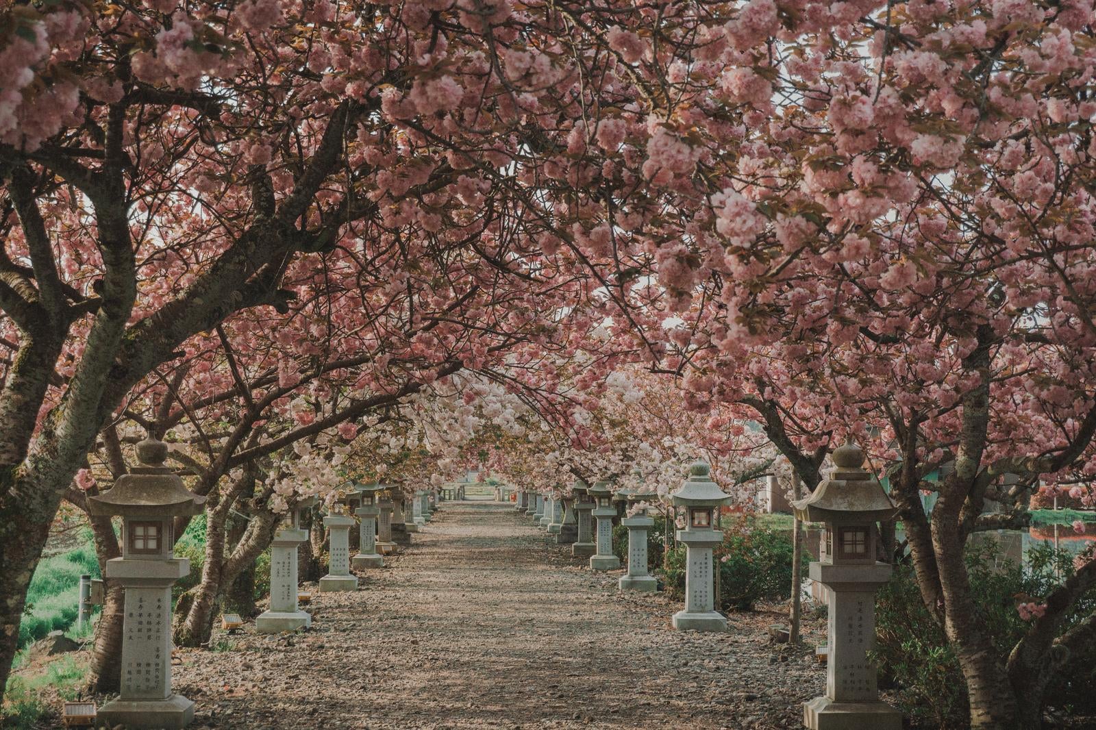 「神社側から見た桜の参道」の写真