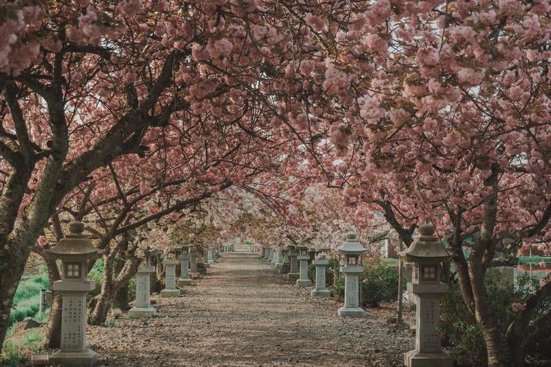 神社側から見た桜の参道の写真