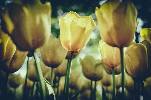 チューリップの花（ノイズ）の写真