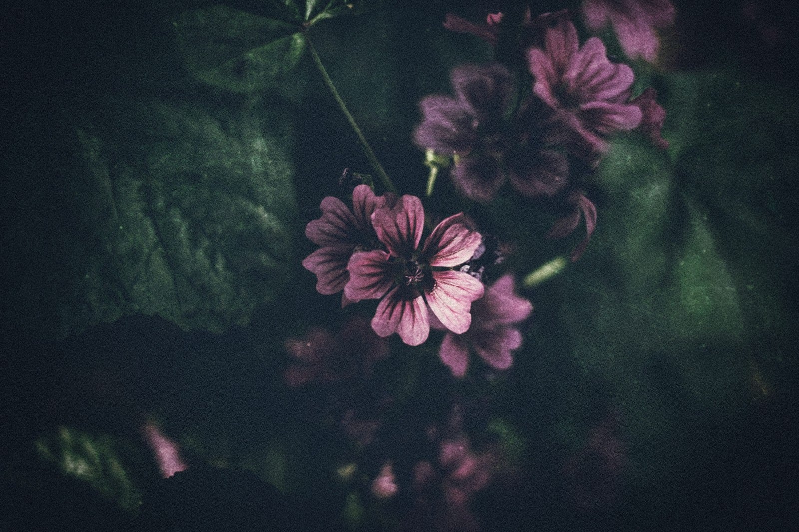 「薄暗い花」の写真