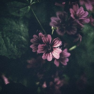 薄暗い花の写真