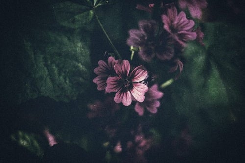 薄暗い花の写真