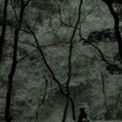 樹海でさまよう人影の写真