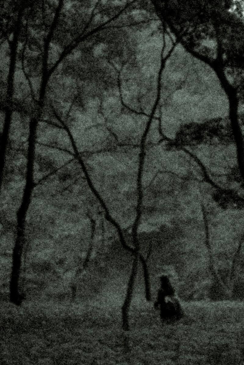 「樹海でさまよう人影」の写真