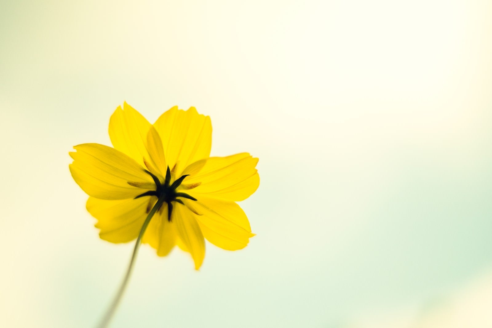 「黄色い秋桜」の写真