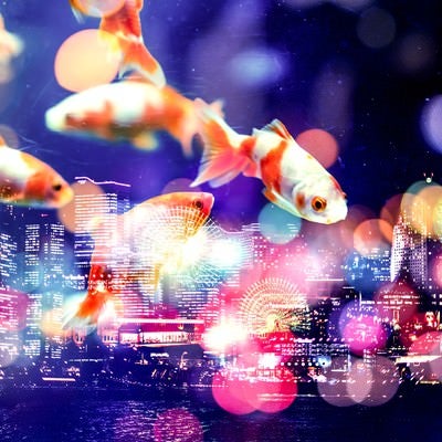 夜空を優雅に泳ぐ金魚（フォトモンタージュ）の写真