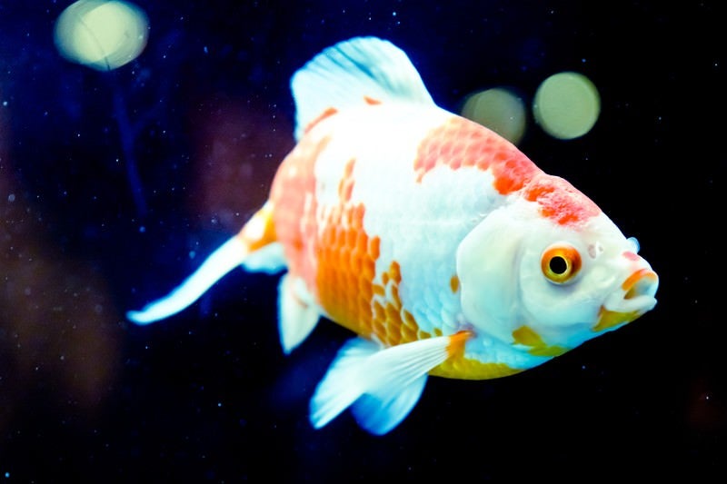 華麗な金魚の写真