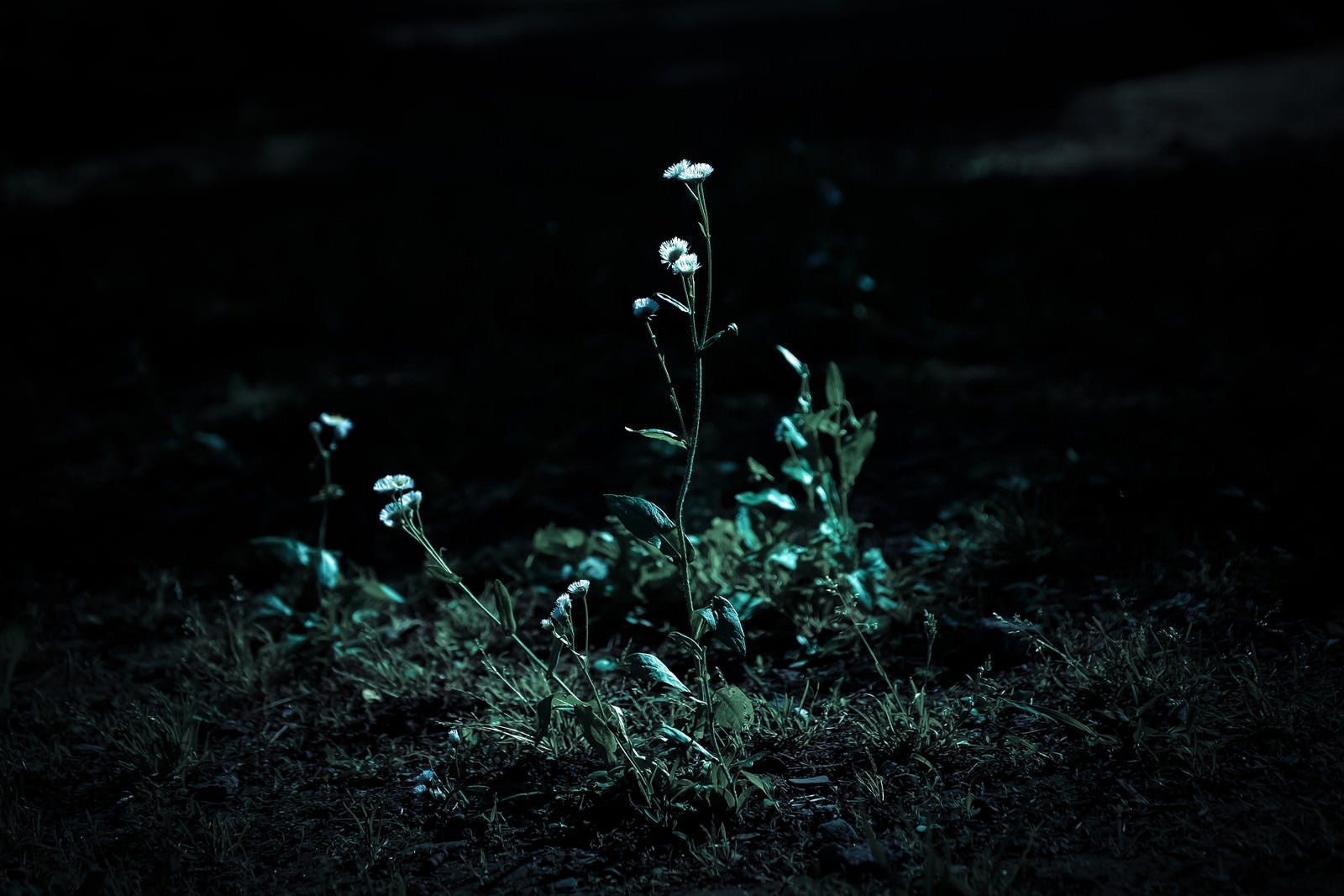 「暗闇と路肩の雑草」の写真
