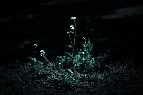 暗闇と路肩の雑草の写真
