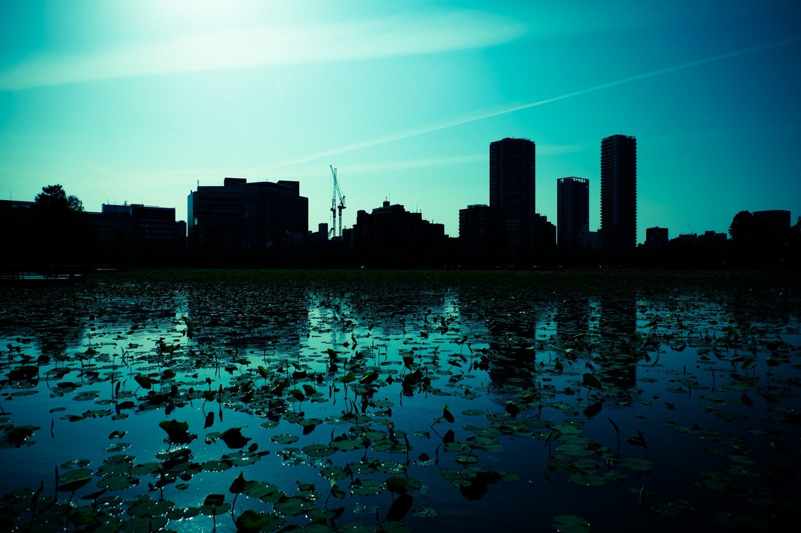 「蓮の池と都会のシルエット」の写真