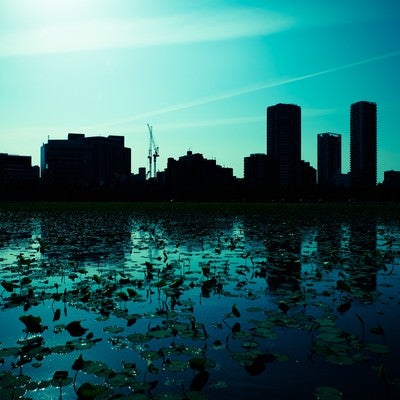 蓮の池と都会のシルエットの写真