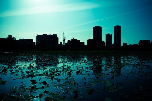 蓮の池と都会のシルエットの写真