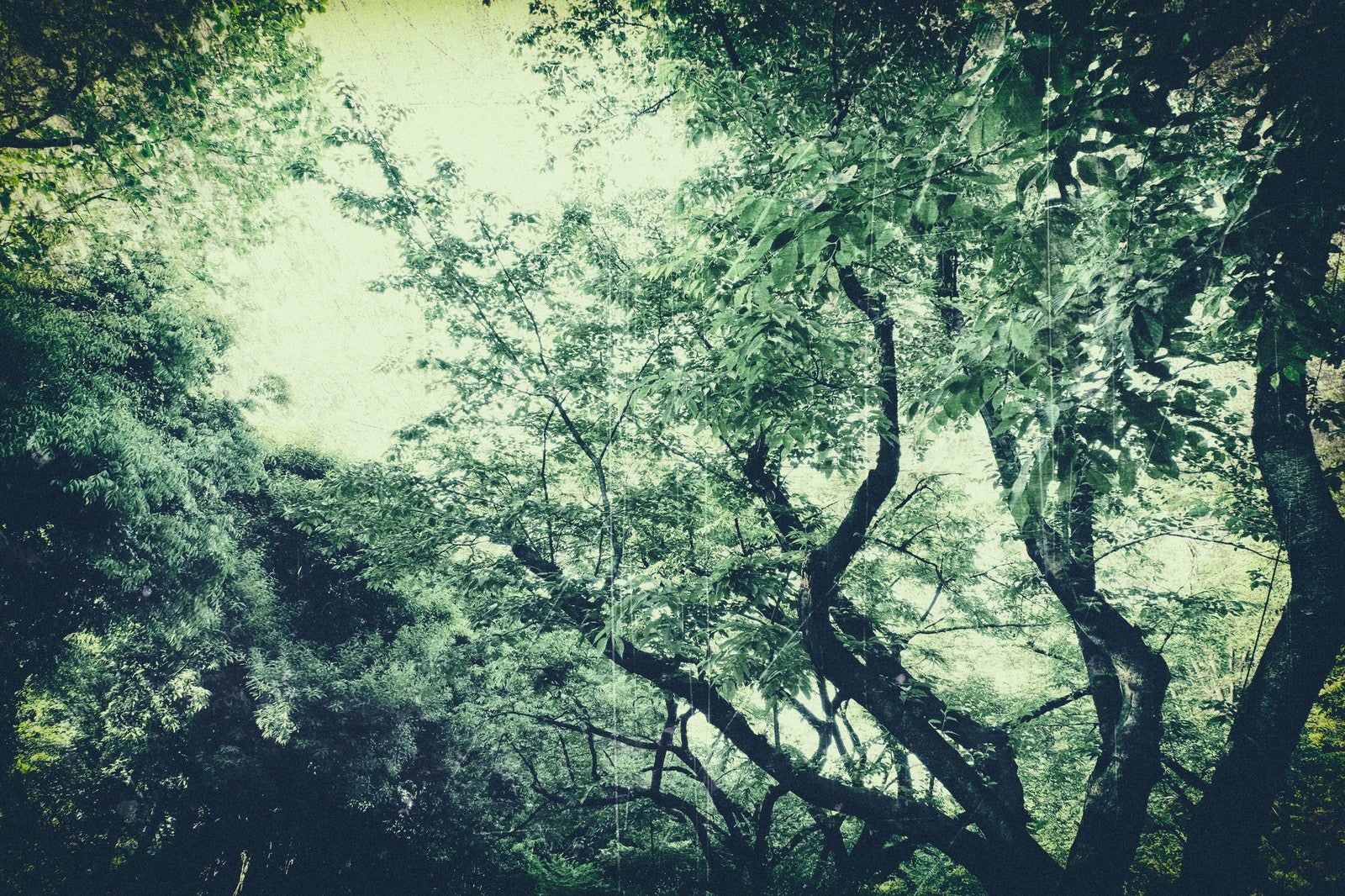 「色あせた木々」の写真