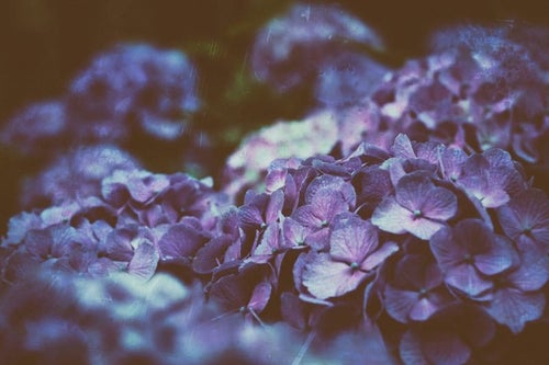 ひしめき咲く紫陽花の花の写真