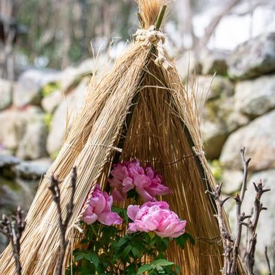 冬の寒さから守られた寒牡丹の写真