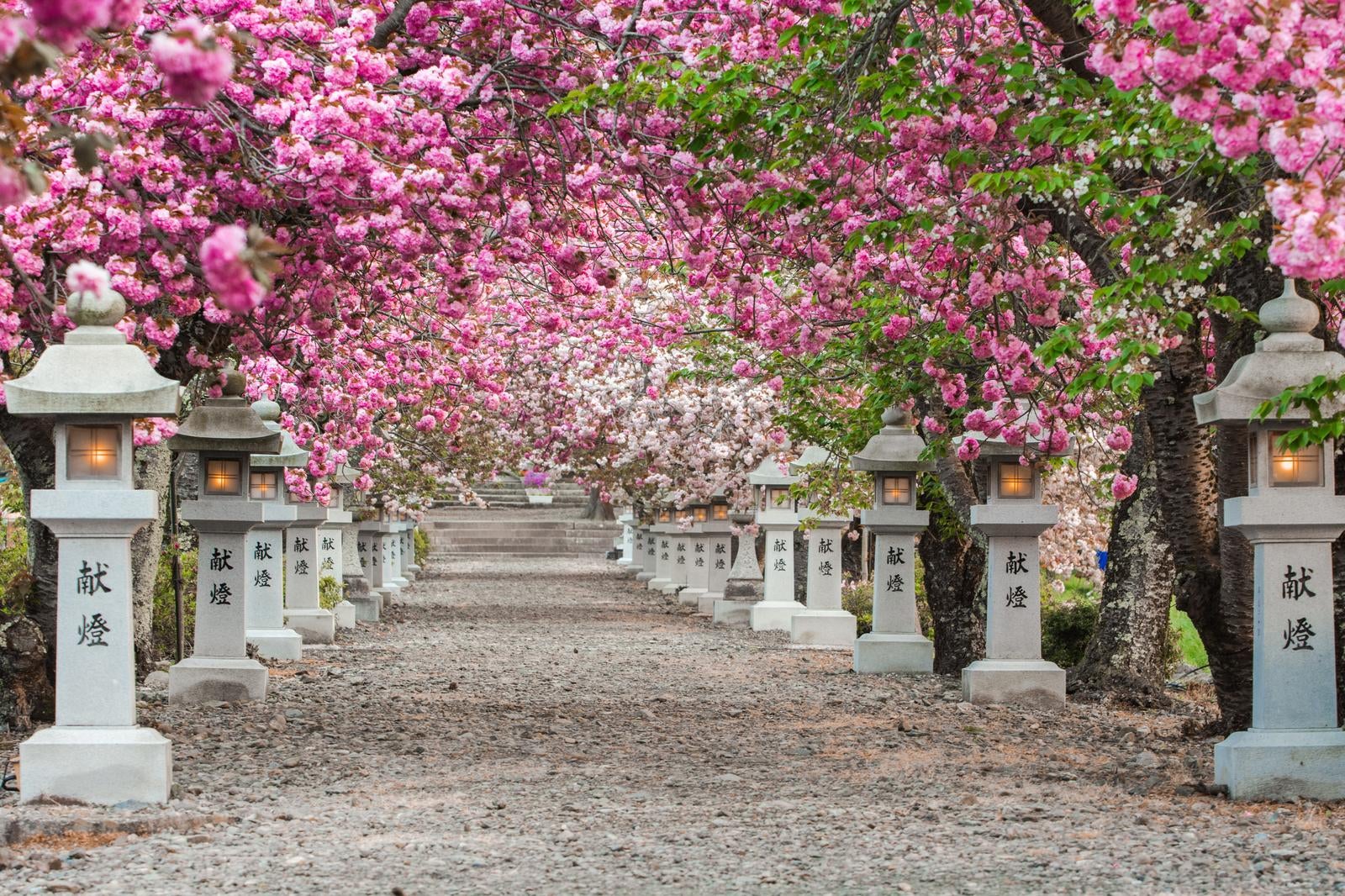 「明かりが灯る石灯籠を満開の桜が彩る」の写真