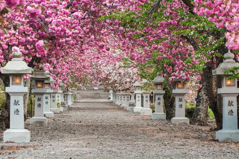 明かりが灯る石灯籠を満開の桜が彩るの写真