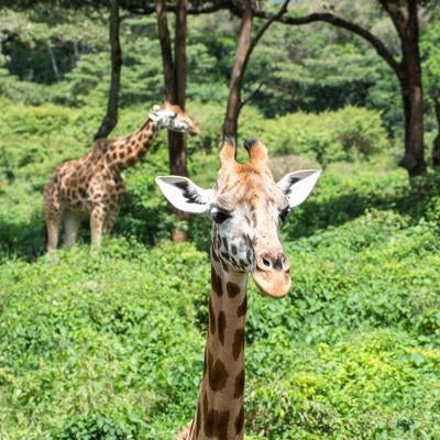森を散歩するキリンの素材