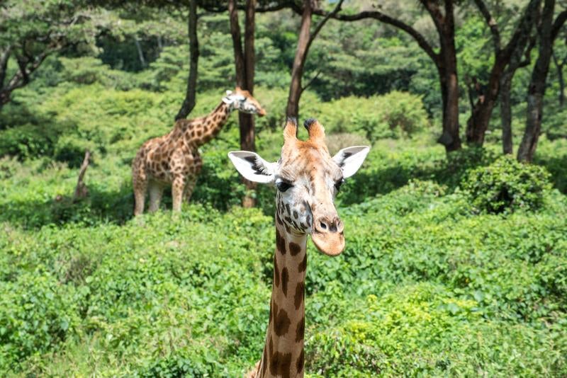 森を散歩するキリンの写真