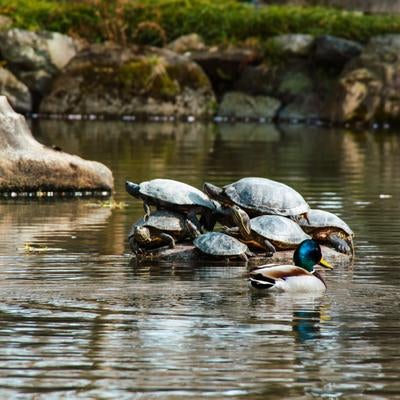 無限1UPチャンスの写真