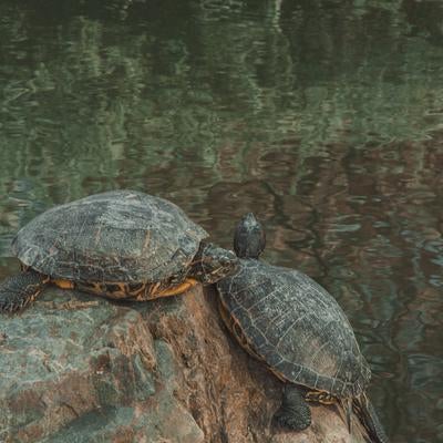 甲羅干し中の仲良しカメさんの写真
