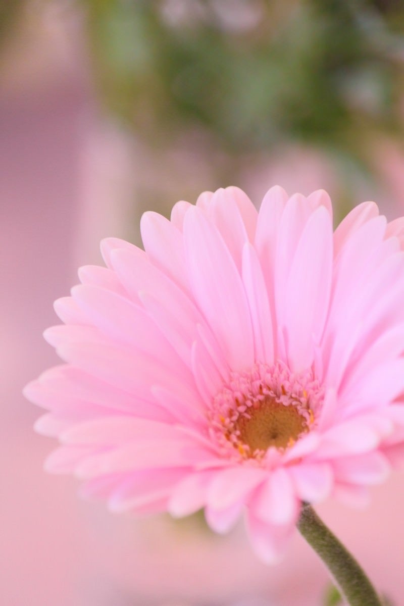 「花とピンク色のガーベラ」の写真