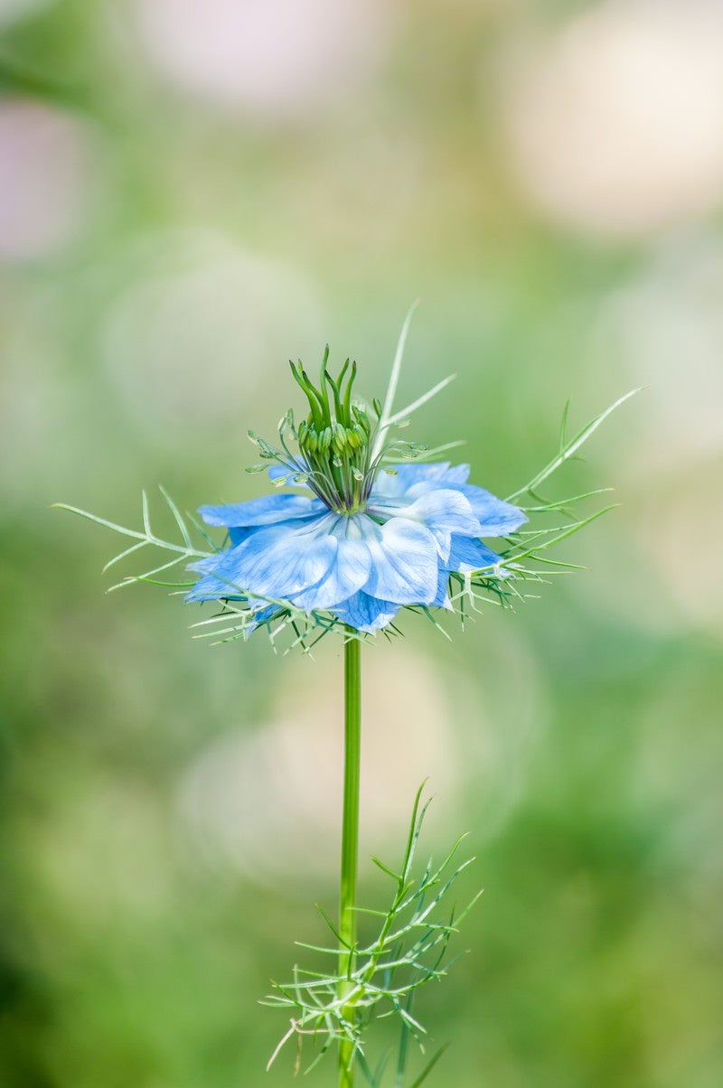 「ニゲラの花」の写真