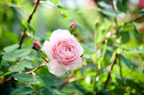 朝の光とピンクのバラの写真