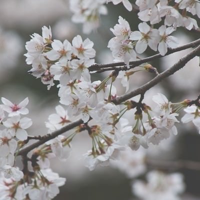 しなやかに咲く桜の写真