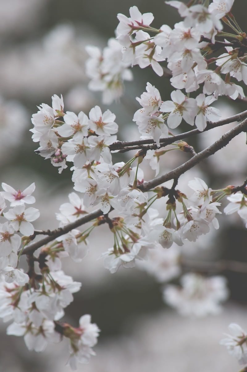「しなやかに咲く桜」の写真