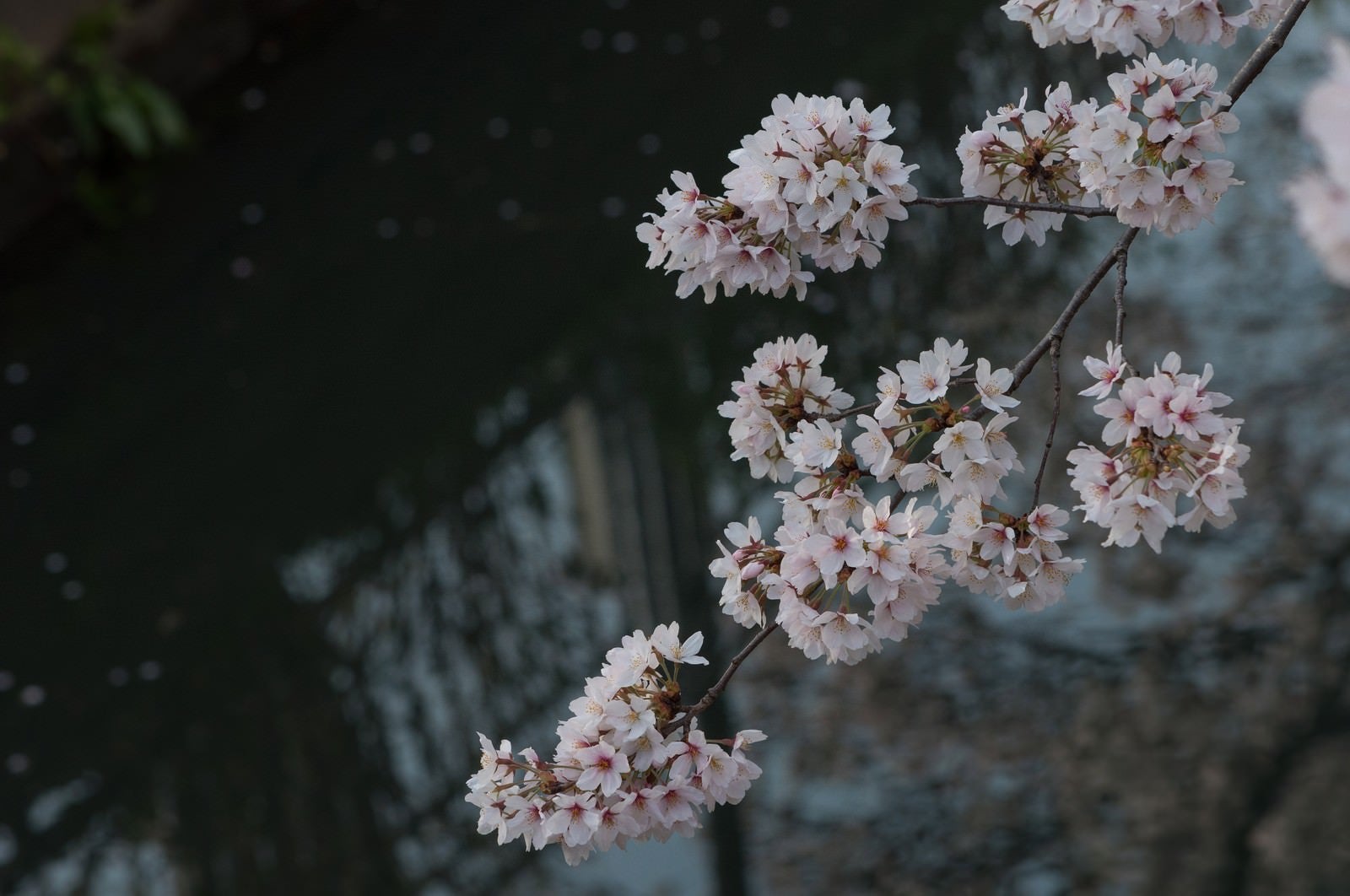 「水路と桜」の写真