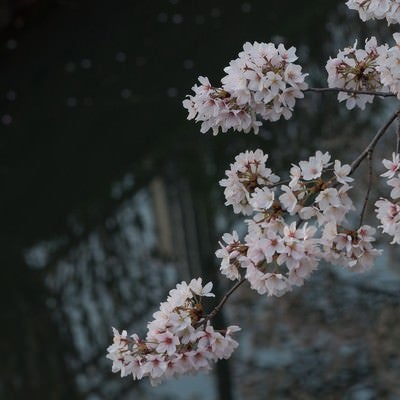 水路と桜の写真