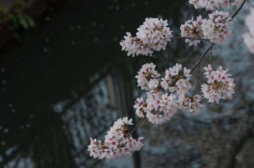 水路と桜の写真