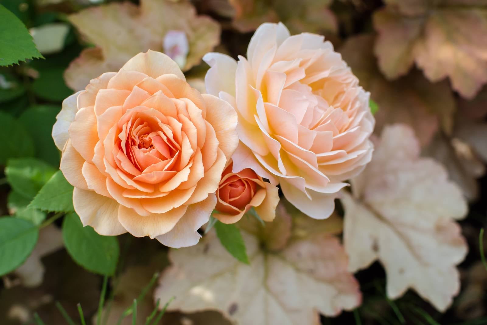 「オレンジ色のバラとヒューケラの葉」の写真