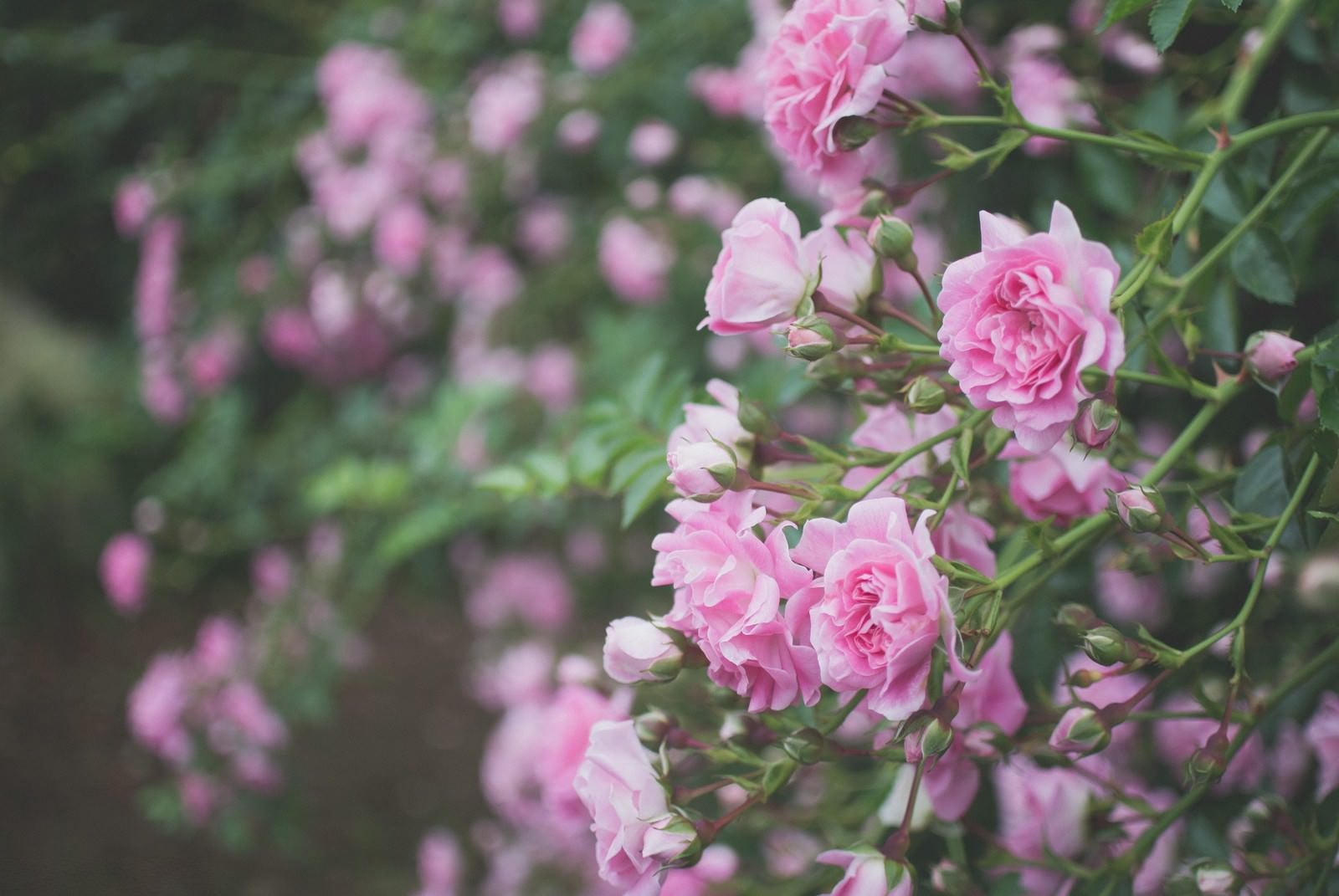 「枝垂れて咲くバラ」の写真