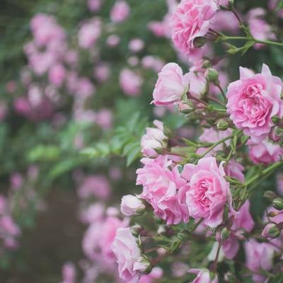 クレマチスと薔薇が咲く花壇、ピンク白の八重咲きバラと深紫の大輪花の写真
