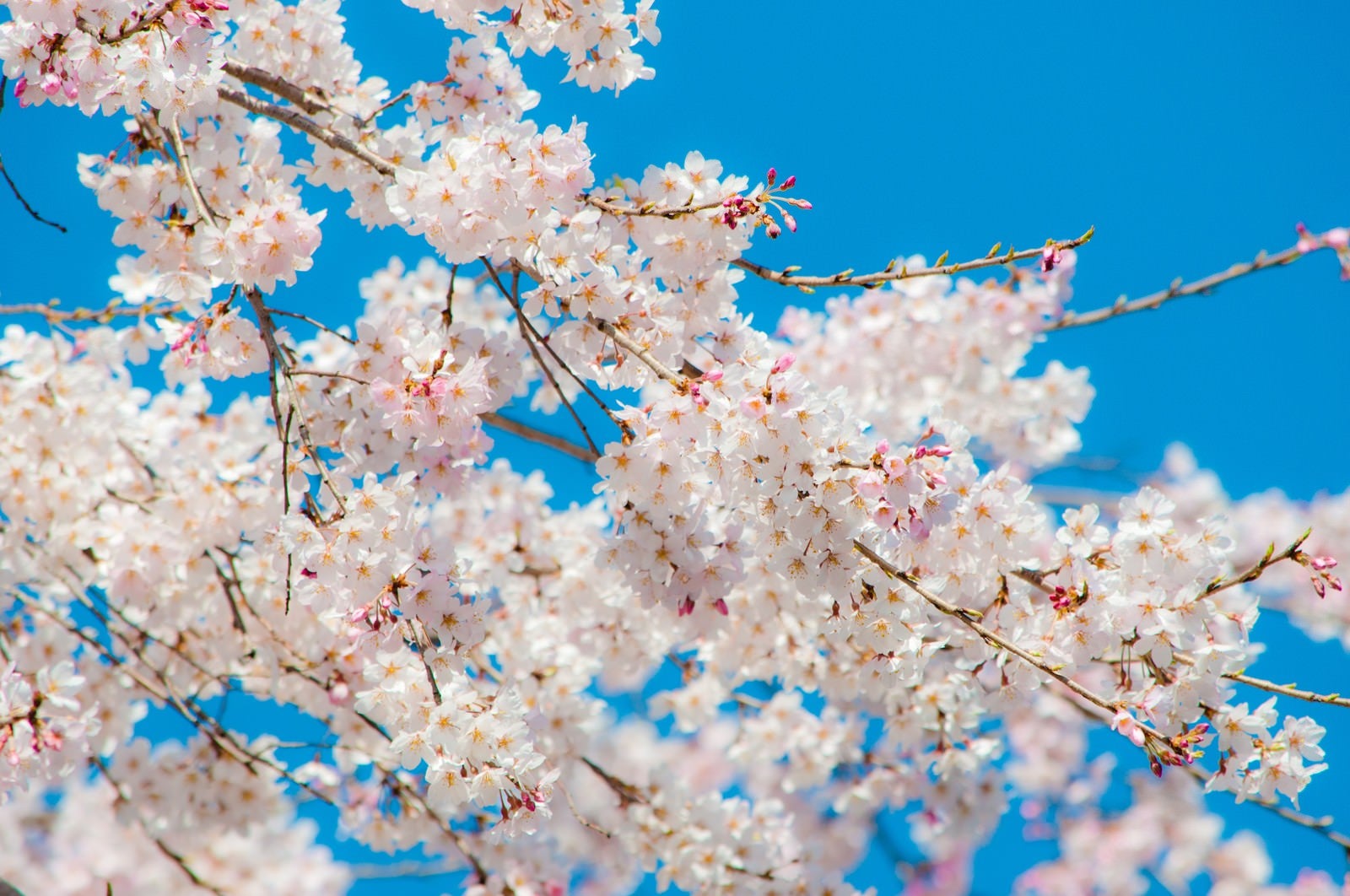 「青空と桜」の写真