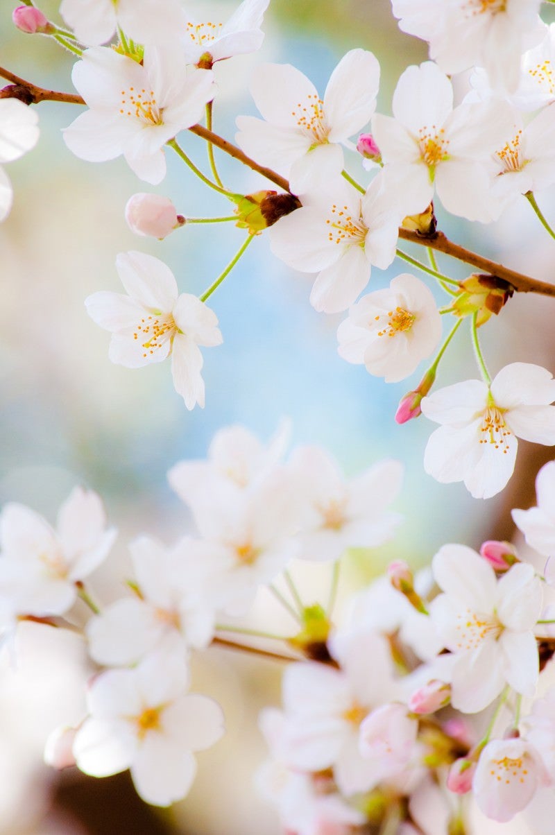 「春色（桜）」の写真