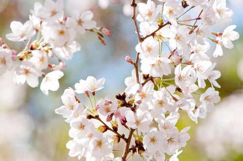風光る（桜）の写真