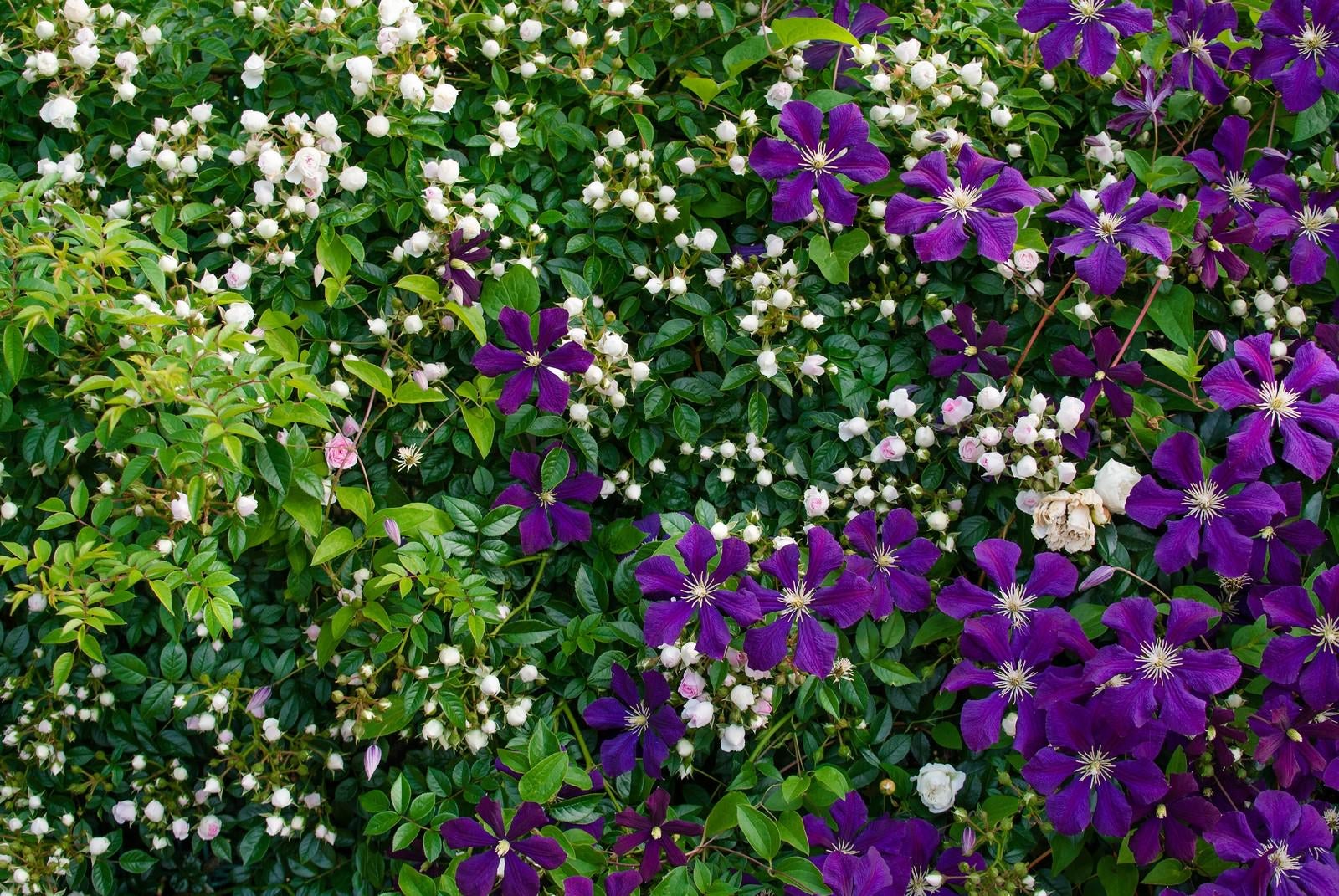 「バラと紫のクレマチス」の写真