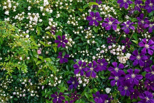 バラと紫のクレマチスの写真
