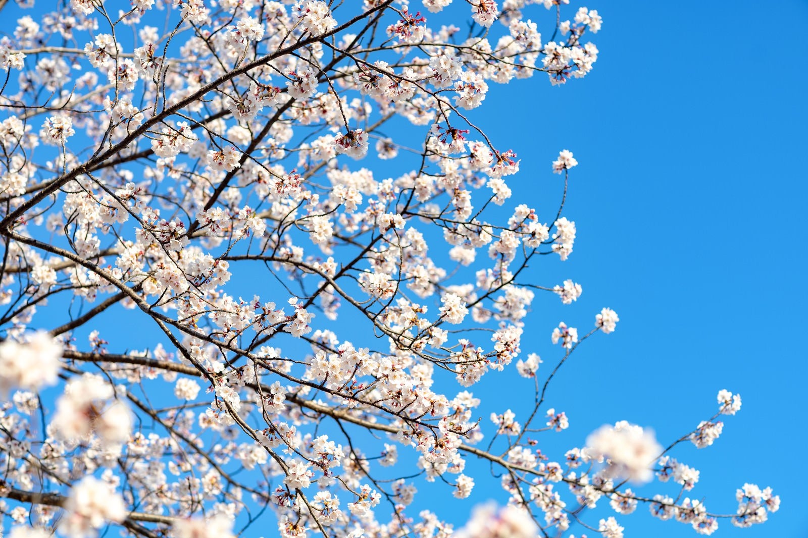 「青空と桜満開」の写真