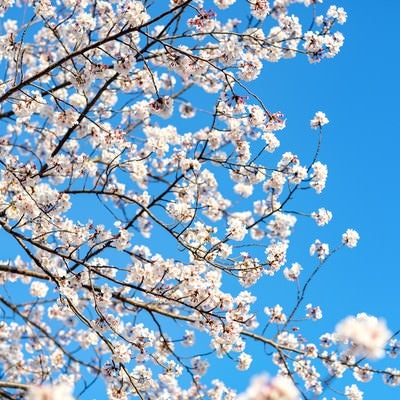 青空と桜満開の写真